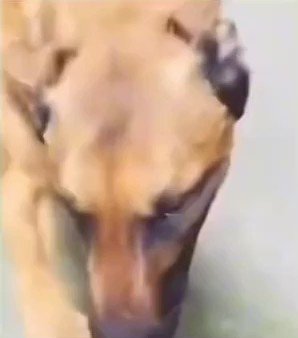 😶‍🌫️ on X: "dog covering it's nose with paw stink stank smelly stench stinking audio of picture us mom saying whew it stank looking around reaction video meme https://t.co/CQwxHvpQUP" /