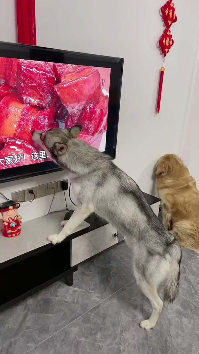 お肉料理に、テレビ画面をなめるワンコと壁に頭を押し付けて寝るワンコ ❣️ 🤣😆😂

#面白 #癒される #話題 #ニュース #犬 #動物
https://t.co/1oLMCBXHZ1