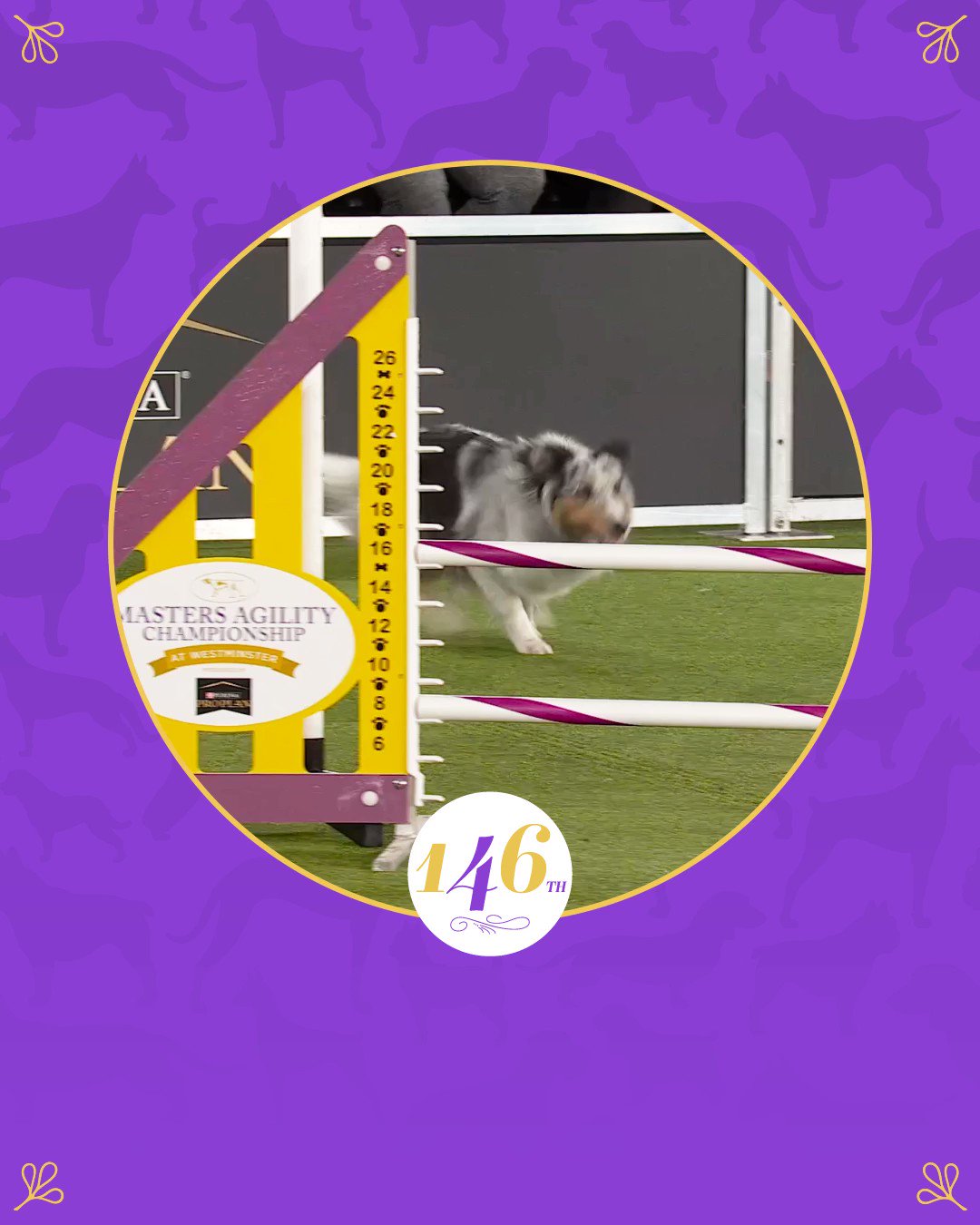 Westminster Dog Show on Twitter "The winner of the WestminsterDogShow