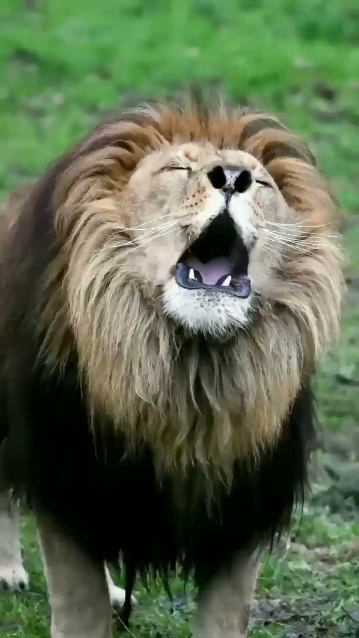 Sadgfd (Sadgfd4) / Twitter