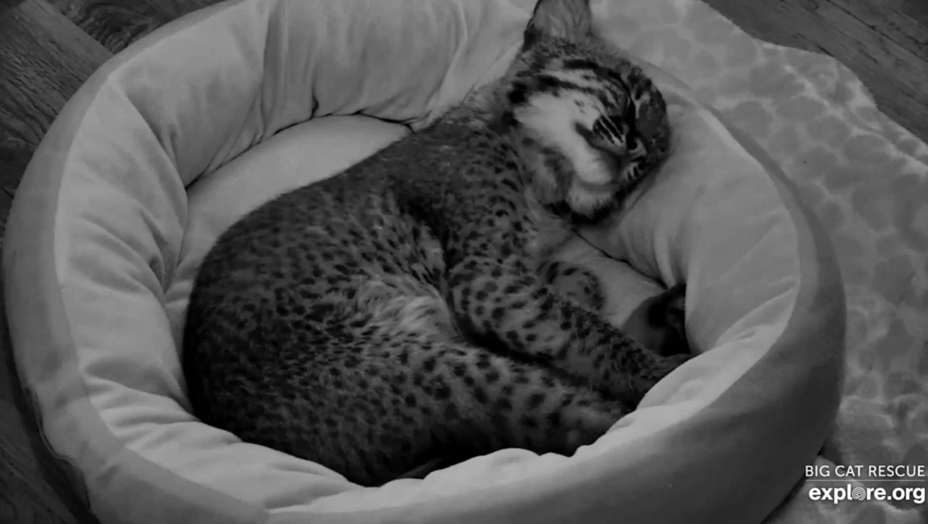 big-cat-rescue-on-twitter-i-m-pretty-sure-it-s-illegal-to-be-this