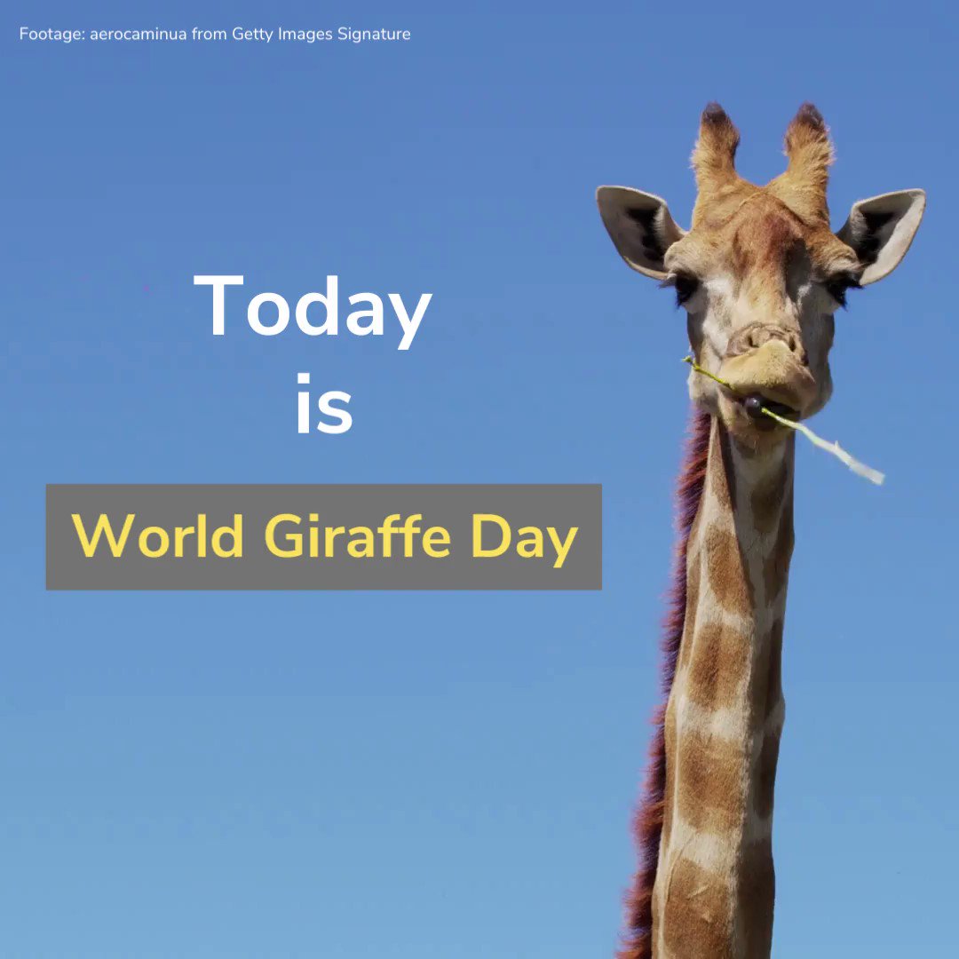 Un Environment Programme Happy Worldgiraffeday Giraffes Are Not Only The Tallest Animal On Earth But Are Also Important For Biodiversity They Help The Growth Of Flora And Fauna By Un Environment Programme Happy Worldgiraffeday Giraffes Are Not Only The Tallest Animal On Earth But Are Also Important For Biodiversity They Help The Growth Of Flora And Fauna By