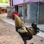 一人鳴き声選手権？にわとりの頑張りがすごい!