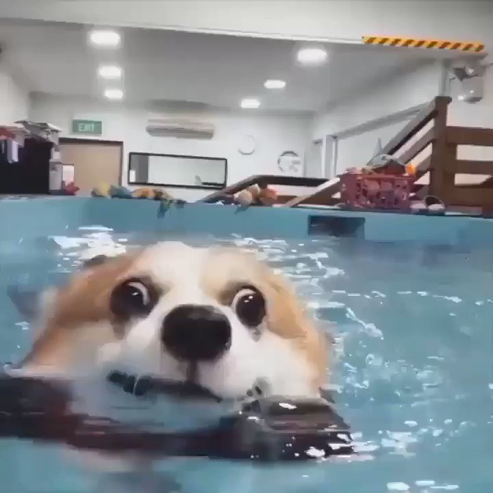 RT @PAVGOD: me, trying to stay afloat (emotionally)  https://t.co/EiBsxoPpOE