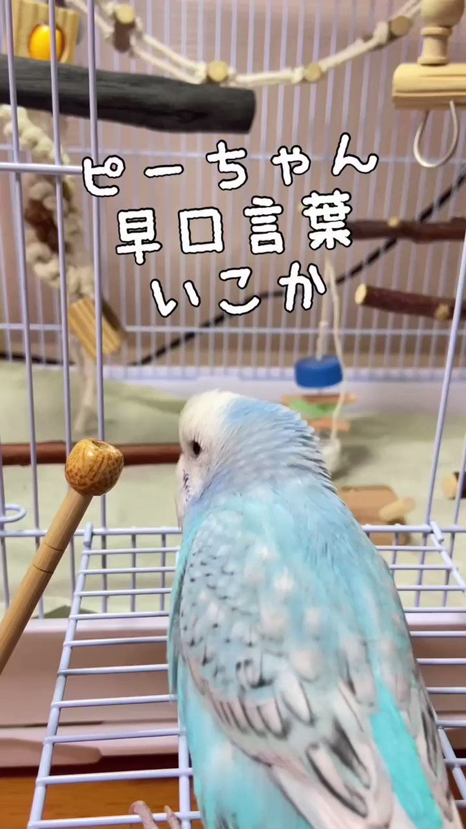 ぴーちゃん(ぴーちゃん 白キクラゲ、松の実) CUT-300-119 ペコちゃん ペコテールペコちゃん勢ぞろい 300