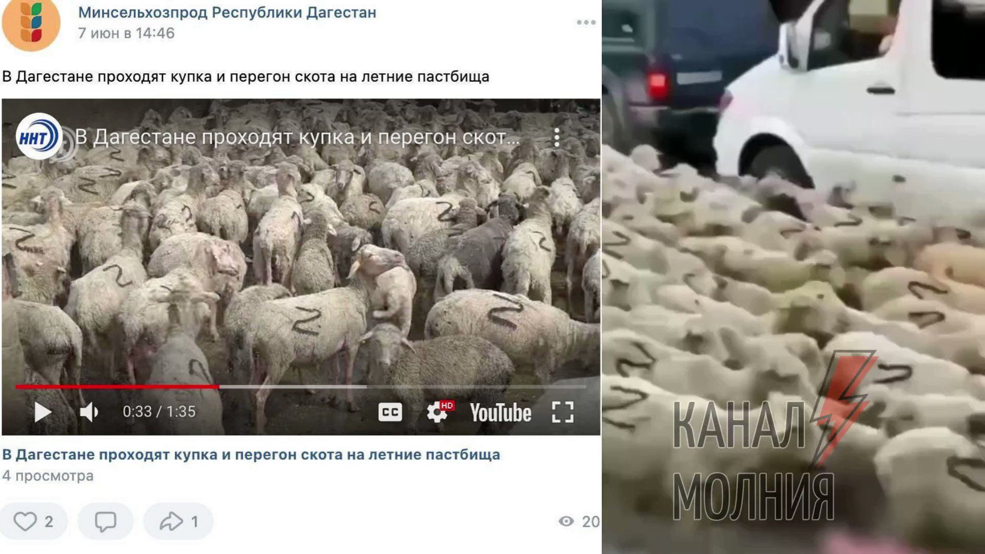 Дагестан овцы