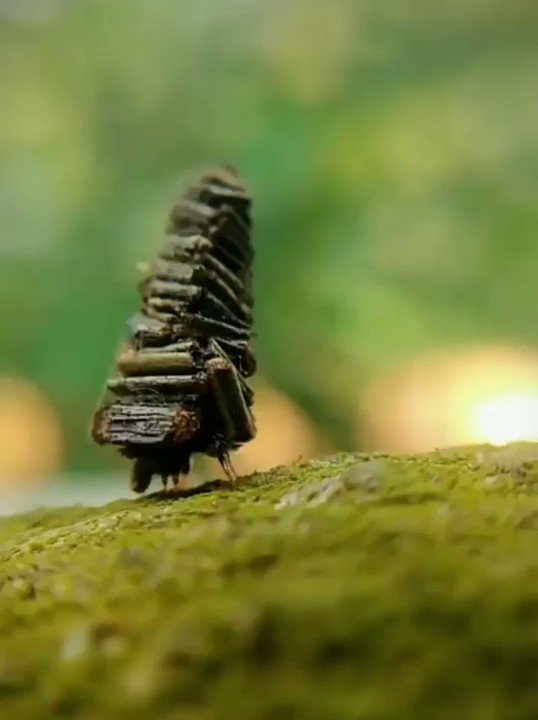 Science girl on Twitter "The bagworm moth caterpillar designs a log