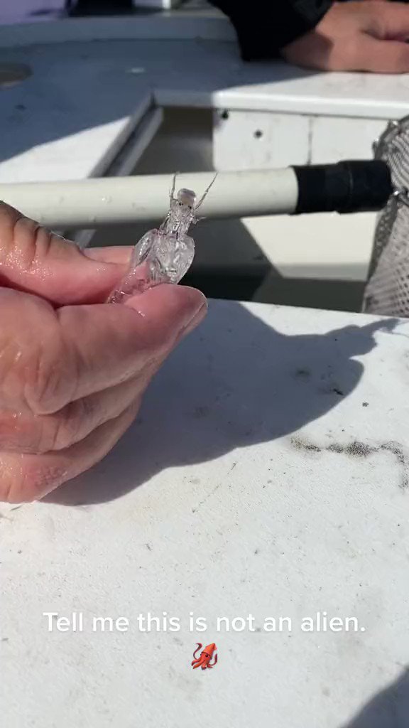 RT @TheFigen: A transparent sea creature found by fishermen! Amazing!

https://t.co/2mKpJdwpEo