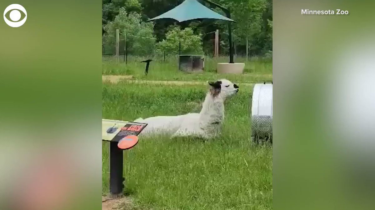 WIND BENEATH MY WOOL: A llama was spotted cooling off in the hot weather at the Minnesota Zoo on Monday. 

The zoo says features such as fans are set up on warm summer days for the animals to enjoy. https://t.co/7OGQALvn8q