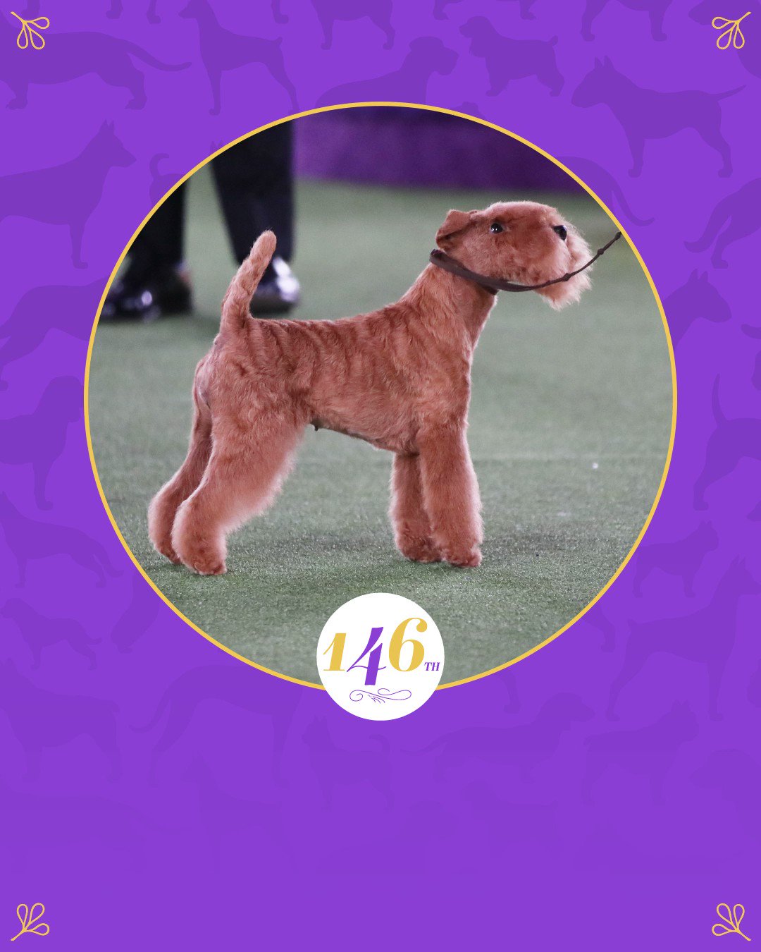 Westminster Dog Show on Twitter "The winner of the Terrier Group is MM