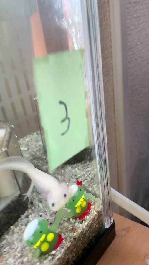 おさかな引越しセンター 熱帯魚と水槽の引越し専門