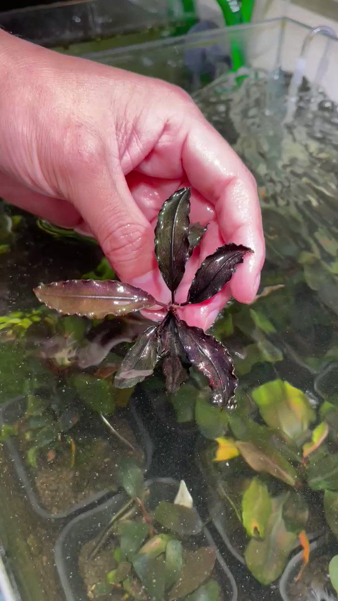 Bucephalandra Red waltz （レッドワルツ） メタルタグ付き Bucephalandra Red waltz （レッドワルツ） メタルタグ付き
