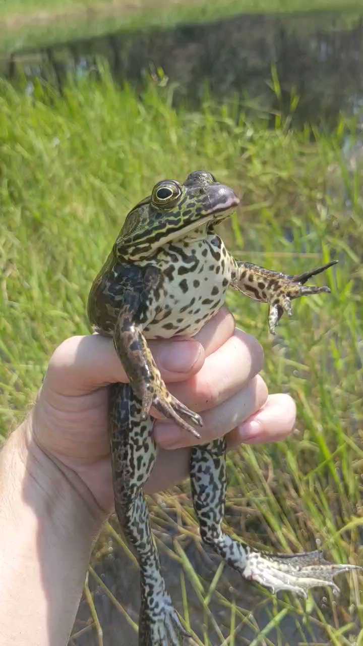 Arik Hartmann on X: Ever heard the release call of a bullfrog (Lithobates  catesbeianus)? They make this silly call when distressed or spooked. This  female was by-catch in a turtle trap and
