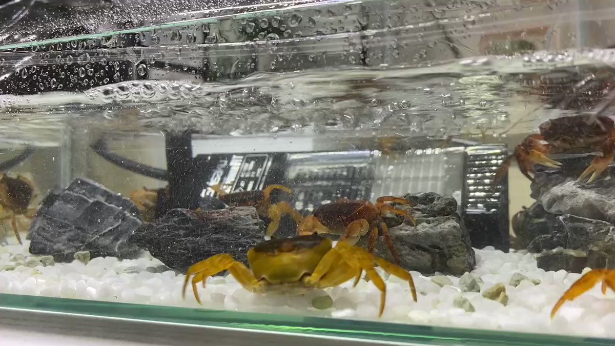 半額シールを貼られて陳列されていたサワガニをつい助けてしまった結果がこちら 大変なことになった Togetter