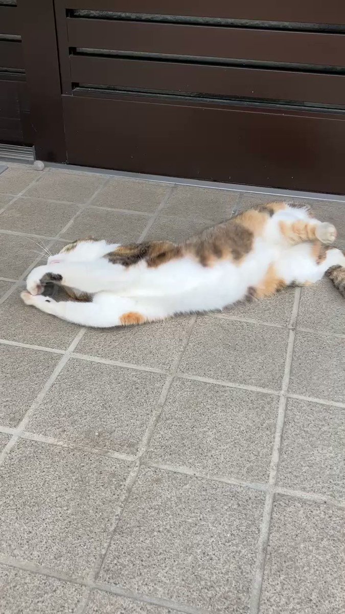 猫カボチャ Catussquash Twitter