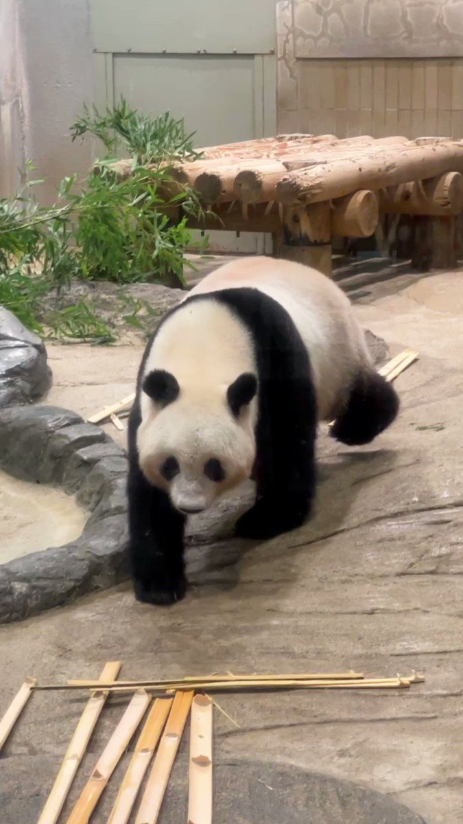 panda_xiang_xiang (@kedama_o_o) / X