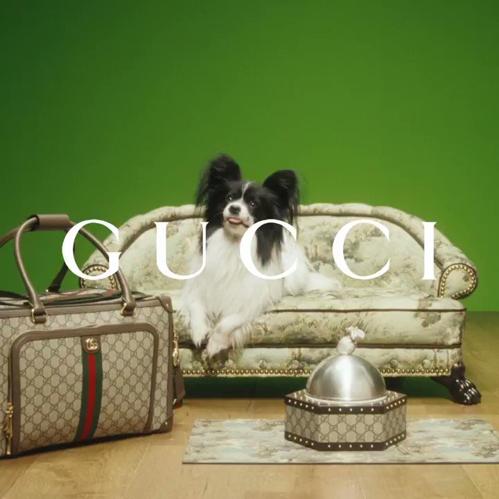 Gucci, Bags, Gucci Pet Bagalmost New