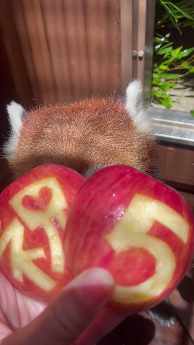 本日6月28日はレッサーパンダ コキン の5歳のお誕生日 繁殖計画のため展示休止中ですが 飼育員とお祝いしました 八景島 シーパラ アクアミュージアム フォレストリウム レッサーパンダ 誕生日 青葉区 青葉区民ニュース 本日6月28日はレッサーパンダ コキン の5歳のお誕生日 繁殖計画のため展示休止中ですが 飼育員とお祝いしました 八景島 シーパラ アクアミュージアム フォレストリウム レッサーパンダ 誕生日 青葉区 青葉区民ニュース