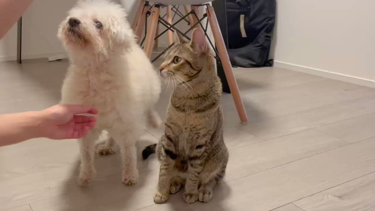 落ち猫あめちゃん on X