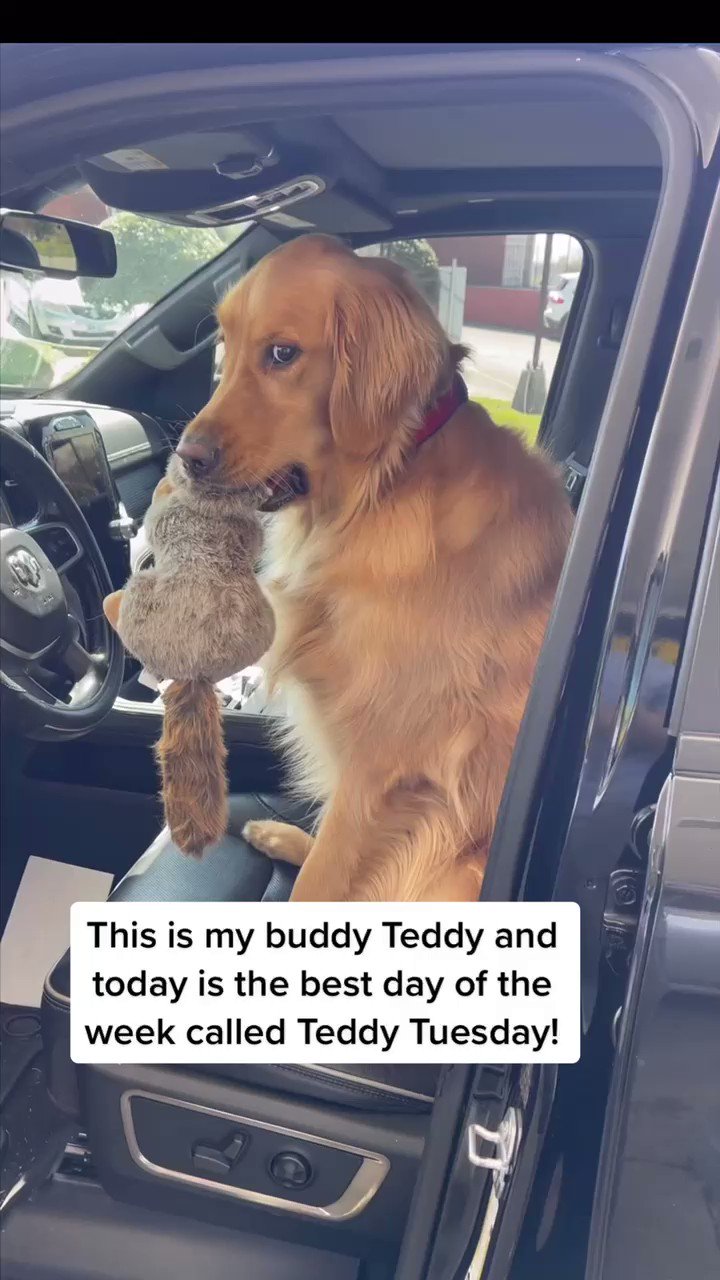 Teddy top golden retriever