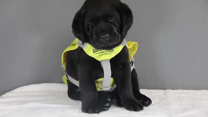@dog_rates's photo on Michele