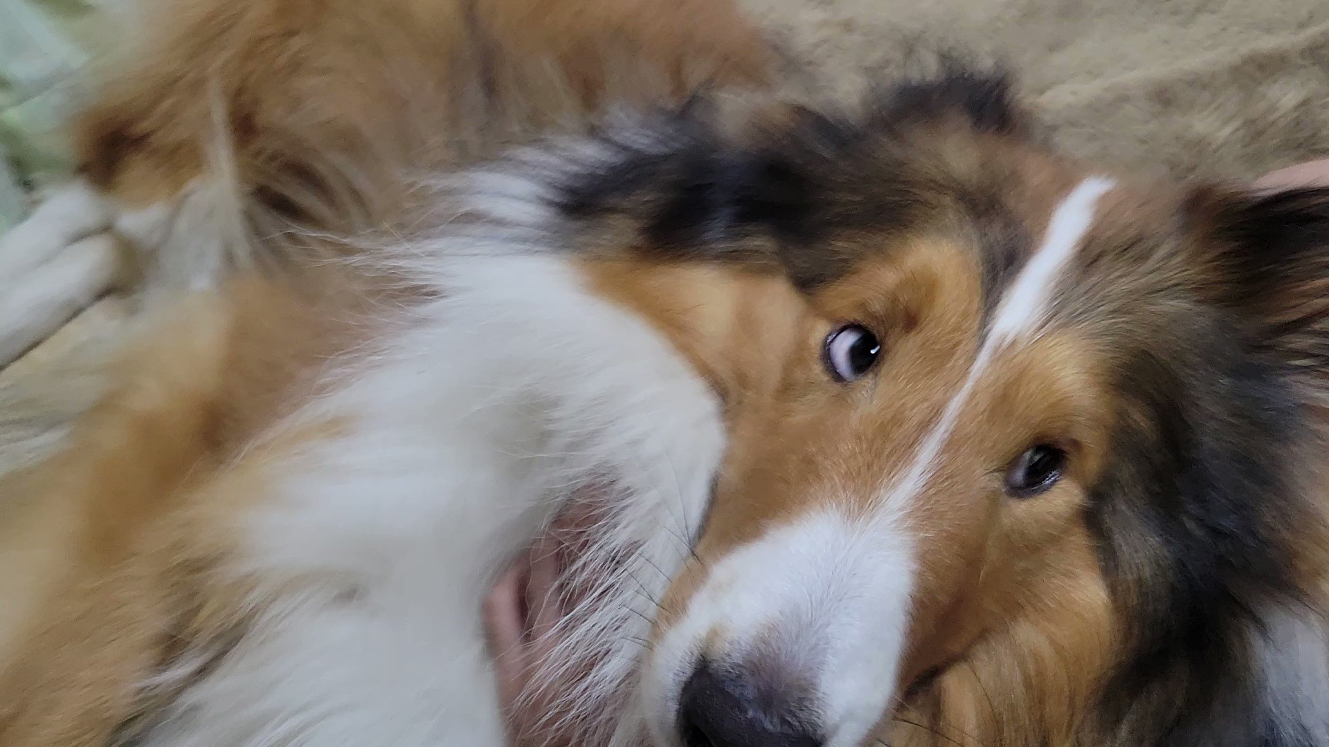 シェルティりんた 犬動画 Inuloverch Twitter