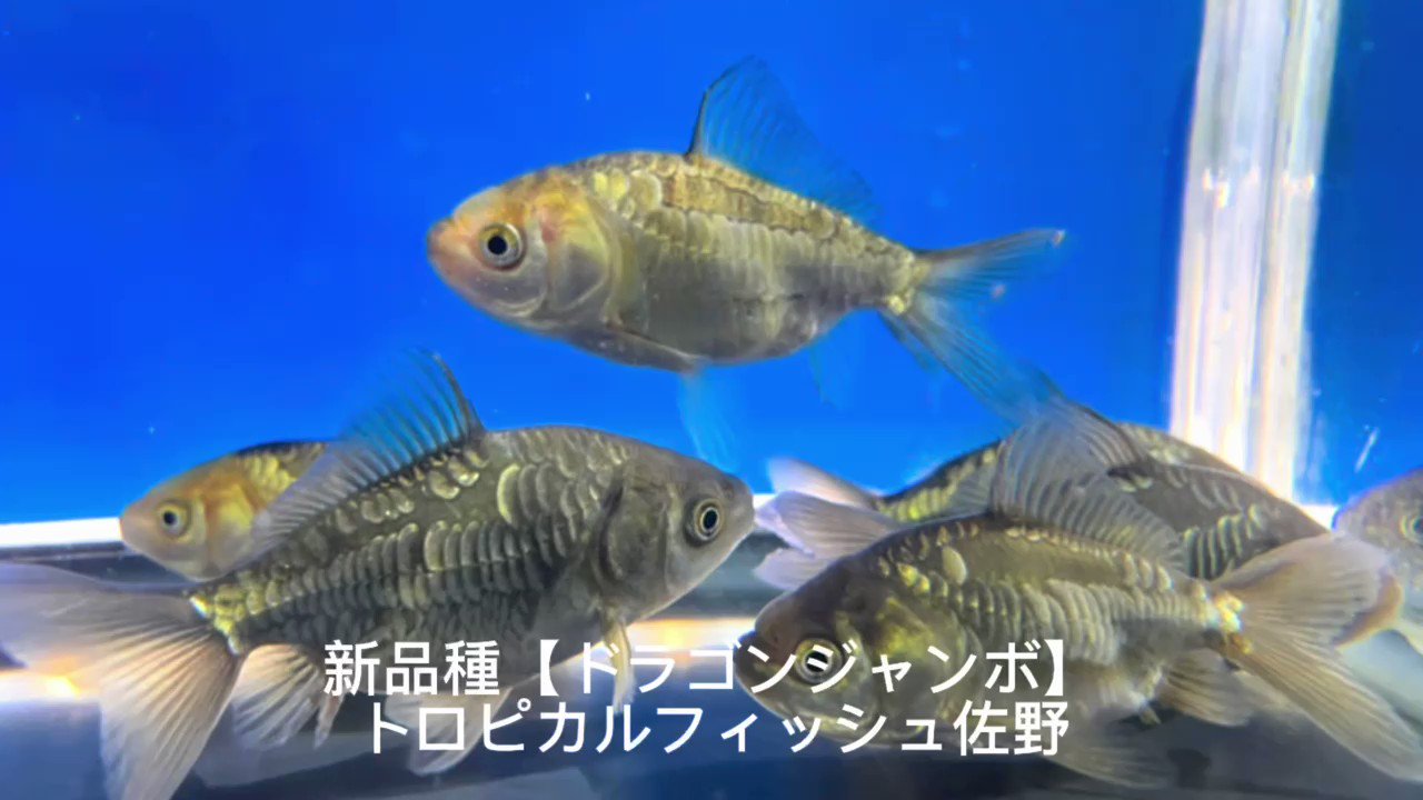 トロピカル　フィッシュ　コレクション　全８冊 ころんと懐かし夏の金魚ブローチ🎐 ⸻ 圓潤可愛的懷舊夏日金魚