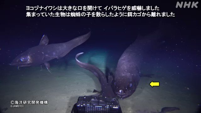 八丈島の沖合で新種の大型深海魚 ヨコヅナイワシの撮影に成功！「“すギョい”迫力」