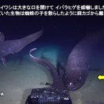 八丈島の沖合で新種の大型深海魚 ヨコヅナイワシの撮影に成功!「“すギョい”迫力」