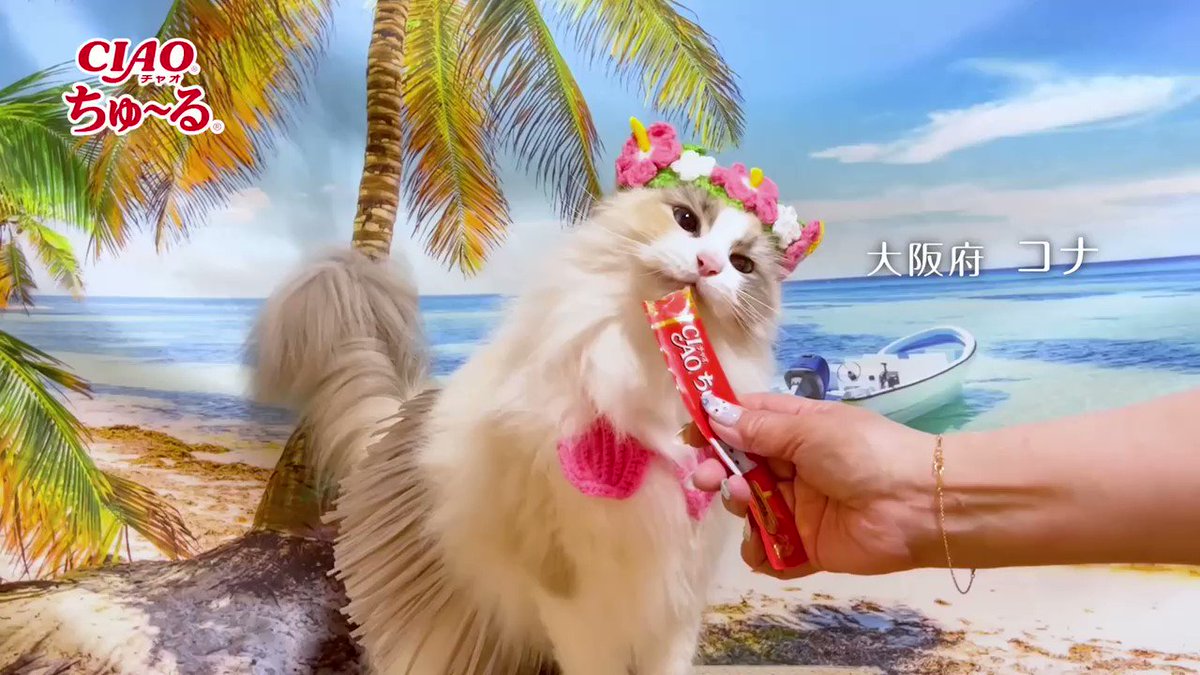 いなば Ciao ちゅ る Ciao Campaign Twitter