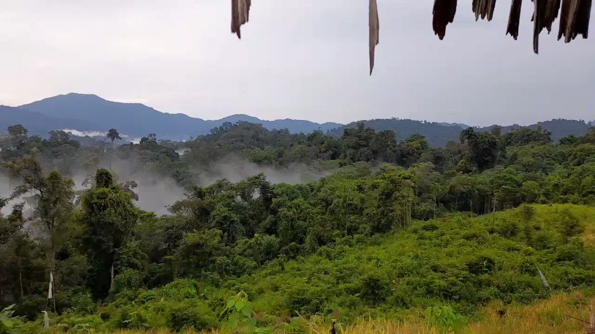 A fantastic new project being facilitated by our team at Forest Conservation Fund @FundForests ... supporting community-led forest conservation at Mului in East Kalimantan, Indonesia.
Read more here: https://t.co/cFvPsCWMDN