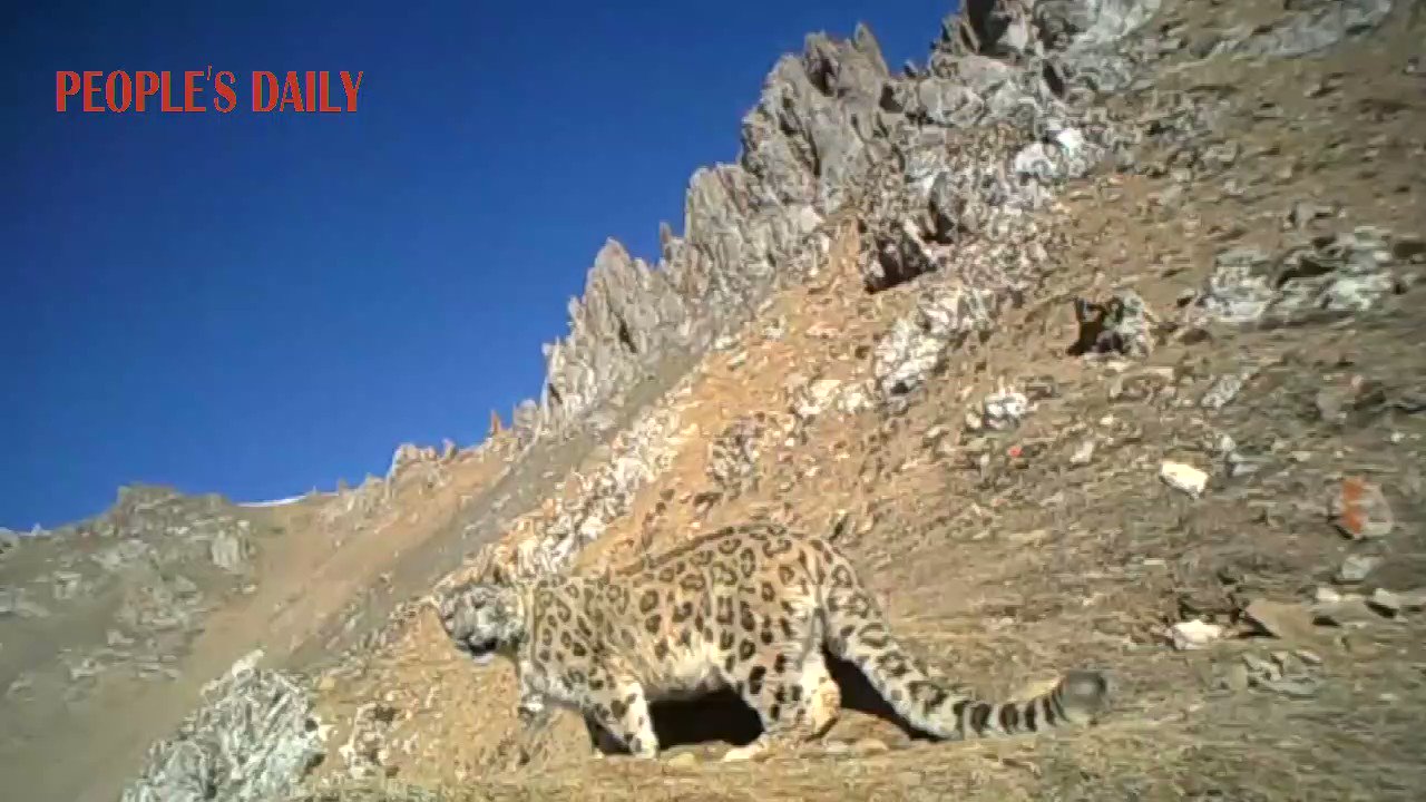 Snow leopard, an endangered species in China, was photographed at 4100-meter-high mountain in Huangyuan County, NW China's Qinghai, the first time in the area. https://t.co/zF0Db1mzeL