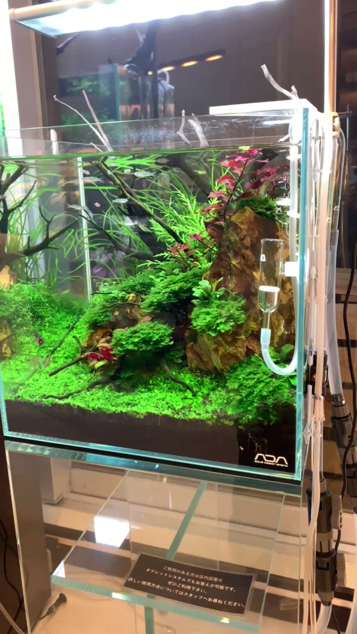 日本最大の 主にada製品 小型水槽用品セット 欠品あり 魚用品 水草 Www Indiashopps Com