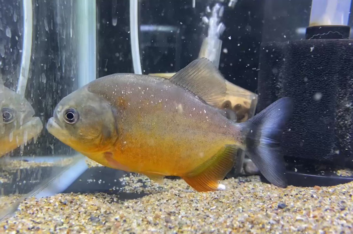 ピラニア ピラヤ 12cm No 3 サンフランシスコ 在庫一掃 サンフランシスコ