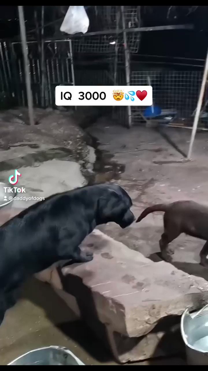 Joeq桥 on Twitter: "@CLCat5 当主席🙂" / Twitter