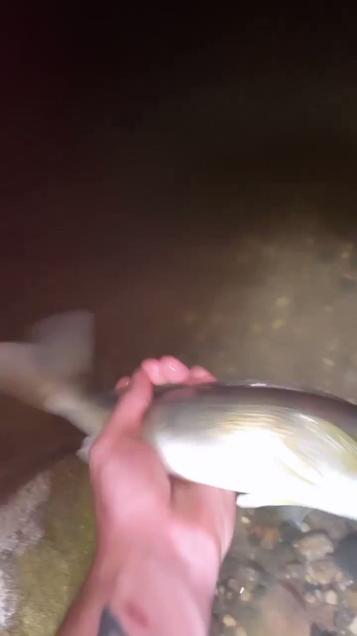 Sodak (SodaksFishing) / Twitter