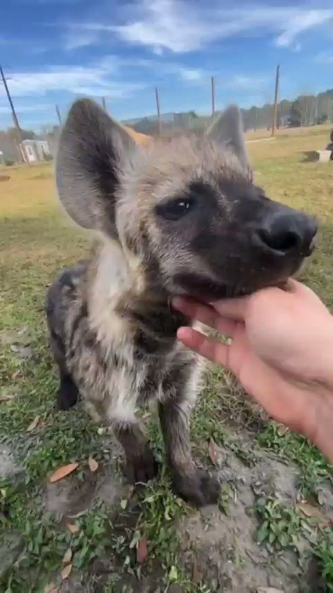 RT @Space_Yeen: “Hyenas are vicious, apex predators, with a fierce cunning!”
Also hyenas: https://t.co/w6JpuzZiXr
