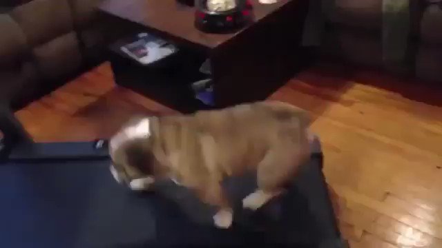 you gotta walk buddy 🚶🏻‍♂️ ⁠
⁠#dogsoftwitter #Bulldog #bulldoglover #Dog https://t.co/026Shv1Di9