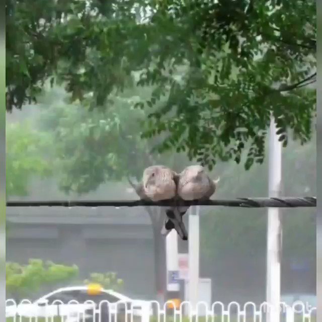 Two birds protect each other during brutal storm. Viral video has a powerful message - Trending News News