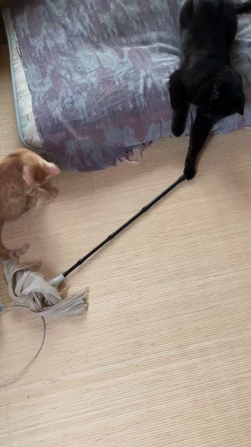 Catteria Cloud Nine キャッテリアクラウドナイン 大阪にある猫カフェ 子猫のへや