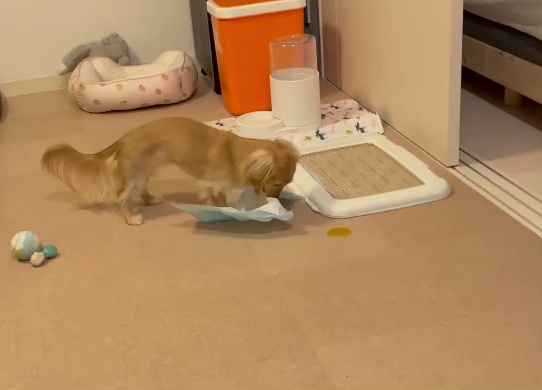 トイレを失敗した犬さん 飼い主さんのやり方で 証拠隠滅 しようとした理由は 健気 バレてるけどねw まいどなニュース