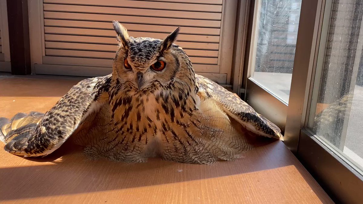 フクロウは液体だった ひなたぼっこ中のフクロウ 溶けるような姿に スライム化してる 元に戻れる の声 ねとらぼ