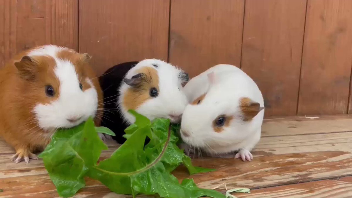 仲良く二匹で食べてたのに横から容赦なく分捕るいくらちゃん🐹

#モルモット #横取り 
#阿蘇 #カドリードミニオン https://t.co/0cpgfE0krG