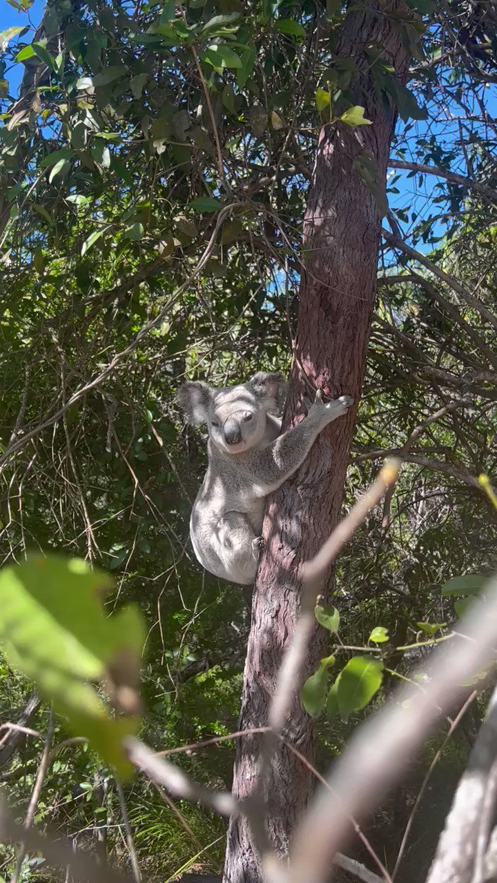 Laney Day On Twitter Another Magnetic Island Local 