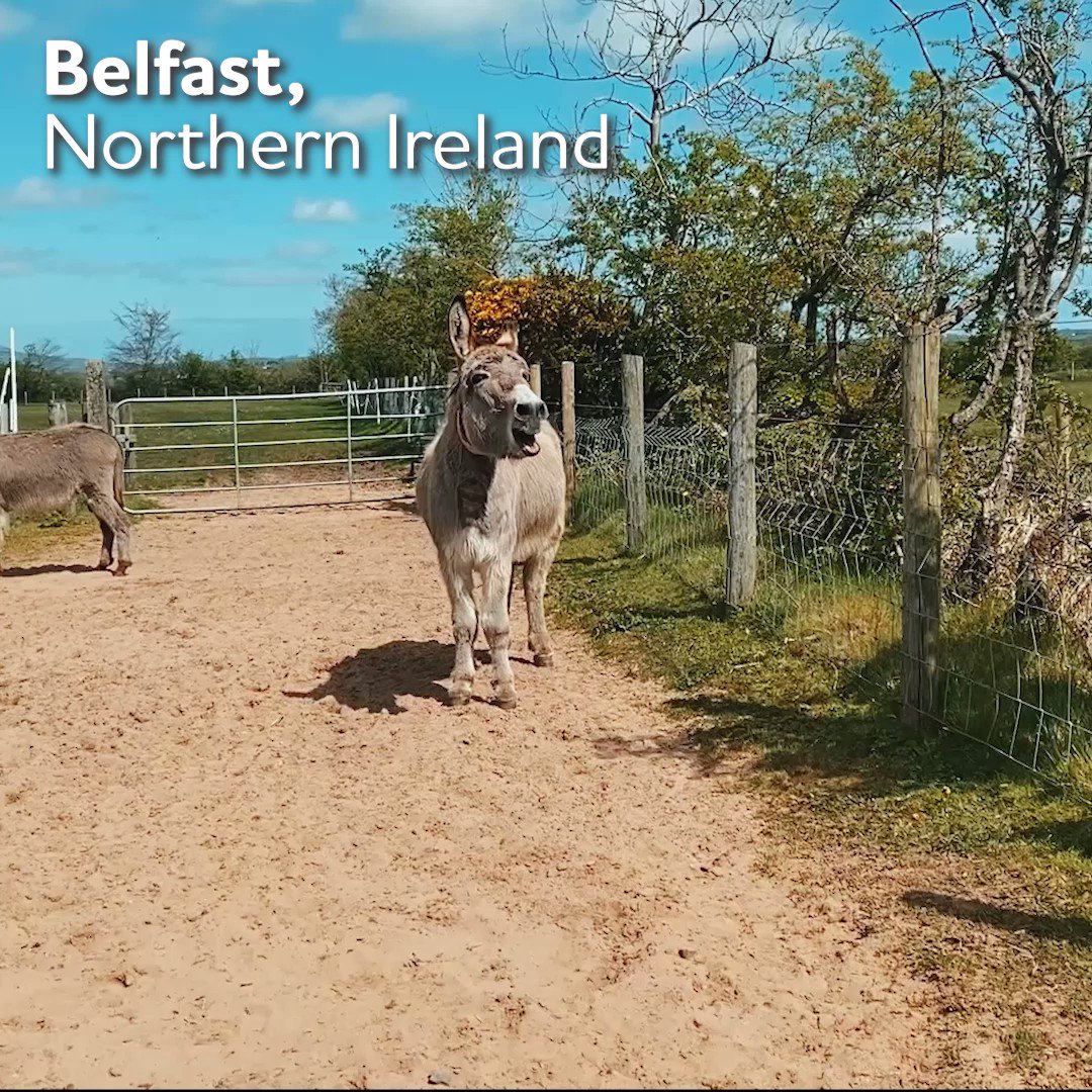 The Donkey Sanctuary (@DonkeySanctuary) / Twitter