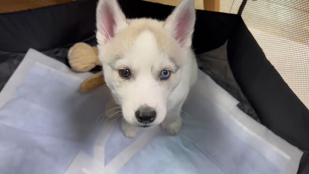 麻生みこと (asoumikoto) / Twitter