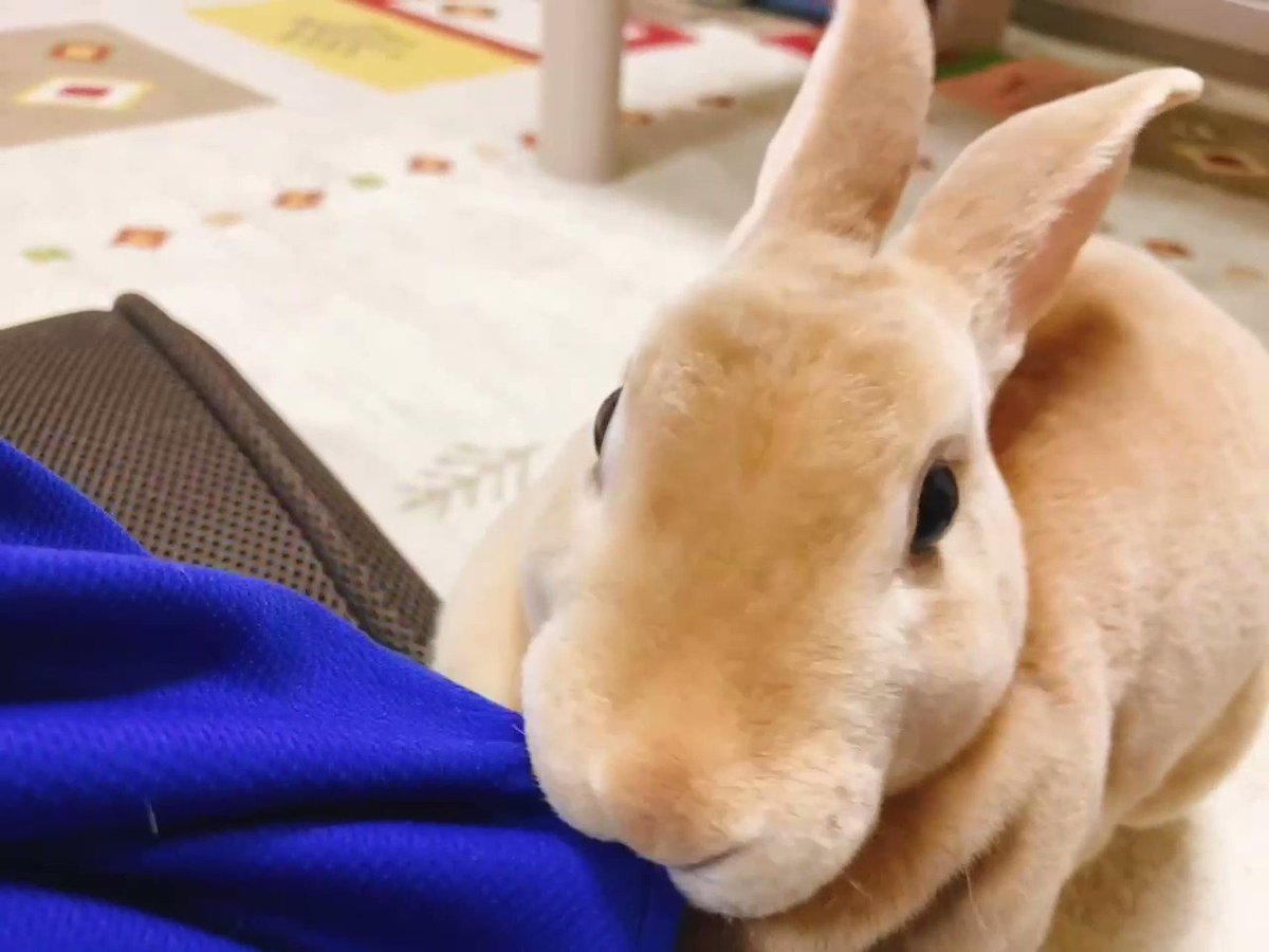 うさぎ様専用♡ 21日まで elc.or.jp