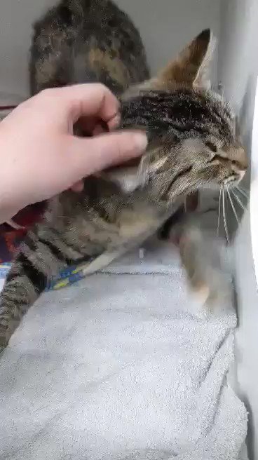 brown tabby cat