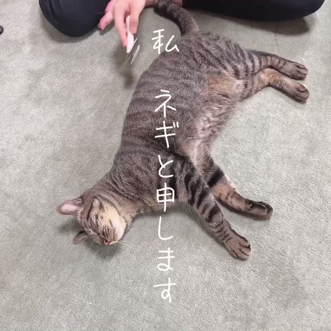 田中家の猫さま】「お疲れ様です。私、ネギと申します。体の