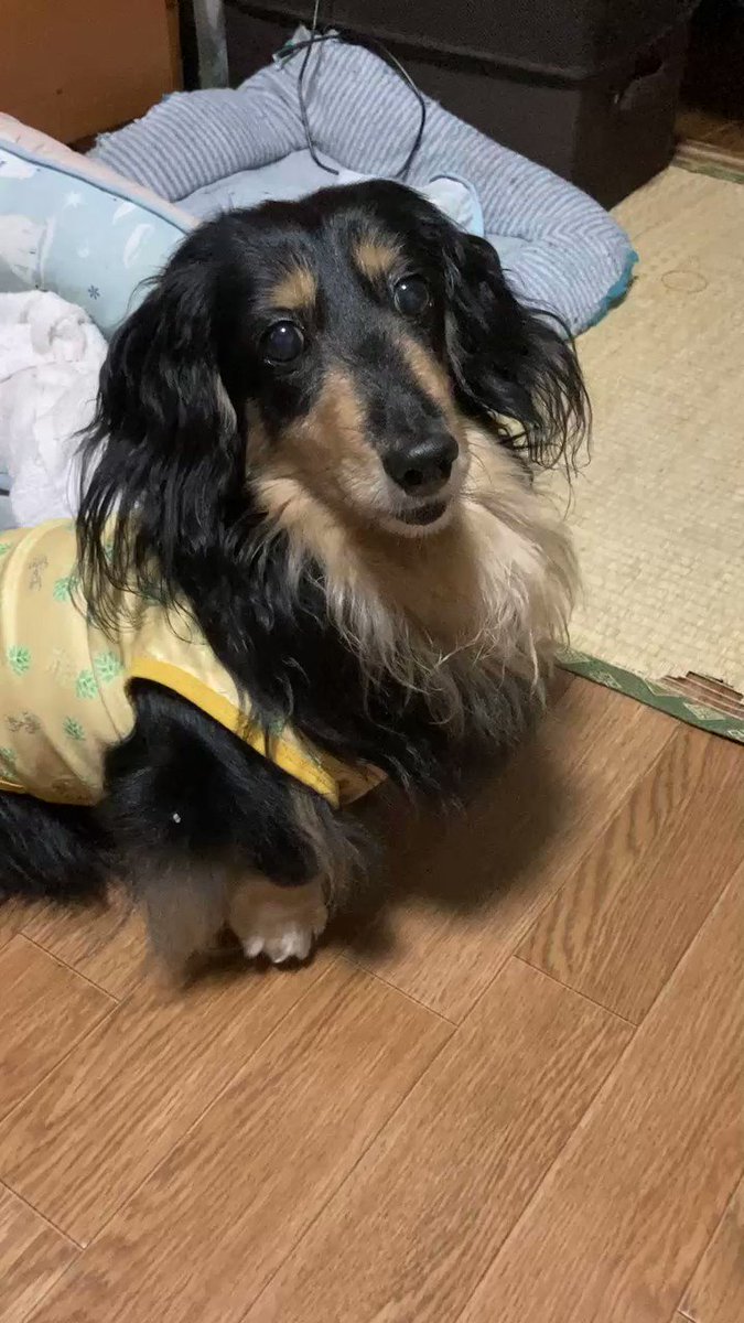 おはよう🐶 朝から☔️🐶オモチャで遊ぶ🤣🤣🤣 今日も一日穏やかな気持ちで 過ごせます様に🍀